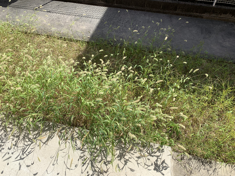 バルコニー・ベランダ 写真14